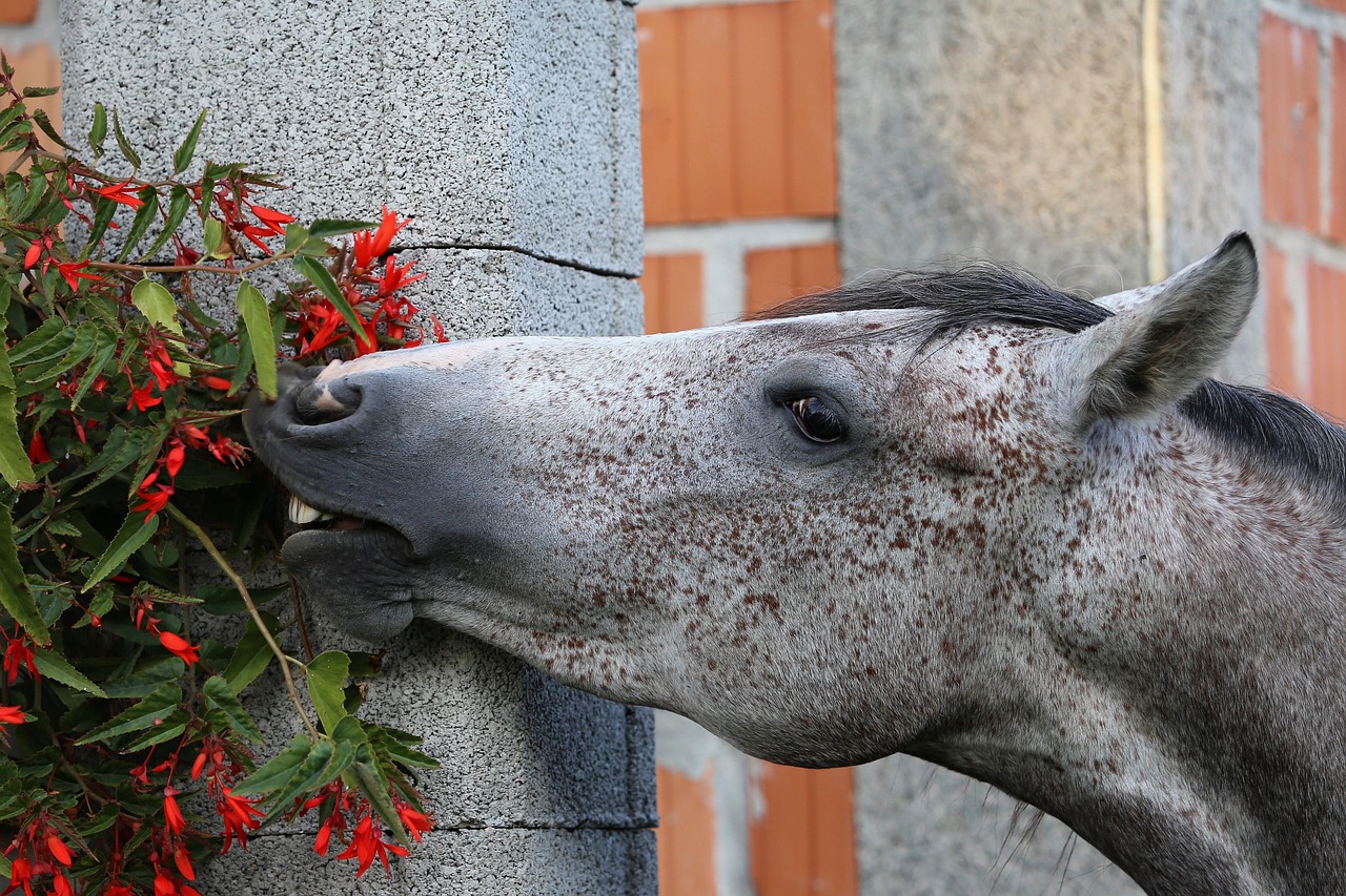 What Can Horses Eat? The Ultimate Guide to Safe Feeding