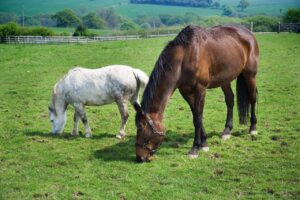 horses healthy food and what to avoid, horse, horses, animal, nature, eating, grass, pasture, meadow, brown, white, green eating