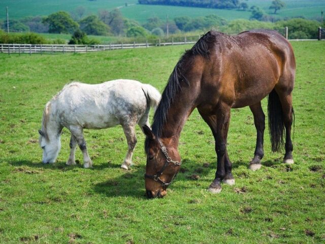 Essential Guide to Healthy Foods for Horses: What to Feed and What to Avoid