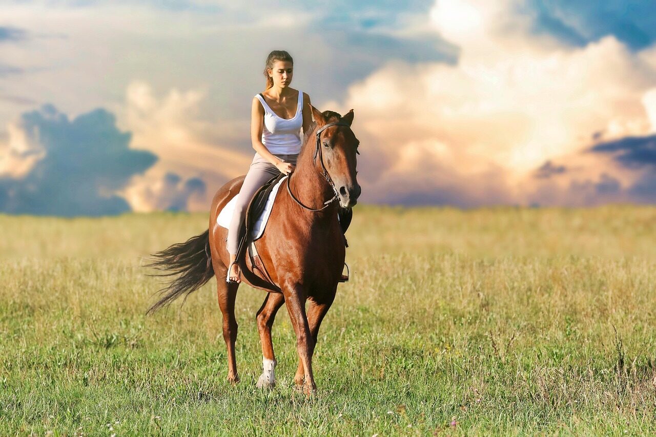 buying your first horse, beginners guide to buying your first horse