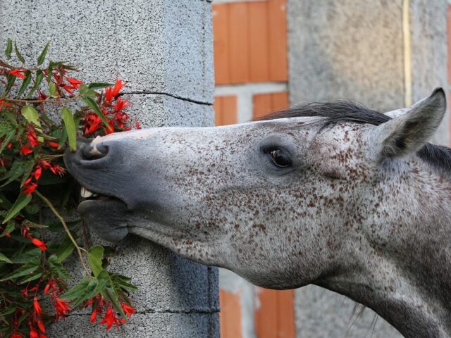 How To Tell If Your Horse Is Getting Enough Fibre