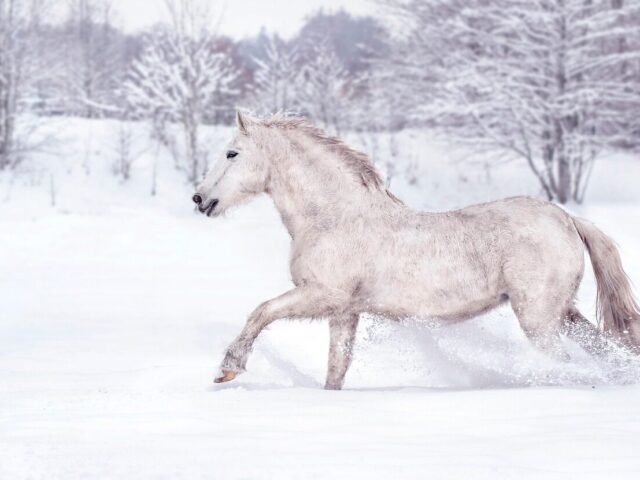 3 Fantastic (and Free!) Online Courses Every Horse Owner Should Take