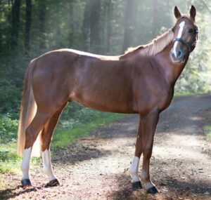 Understanding Body Condition Scoring in Horses: Importance and Guidelines