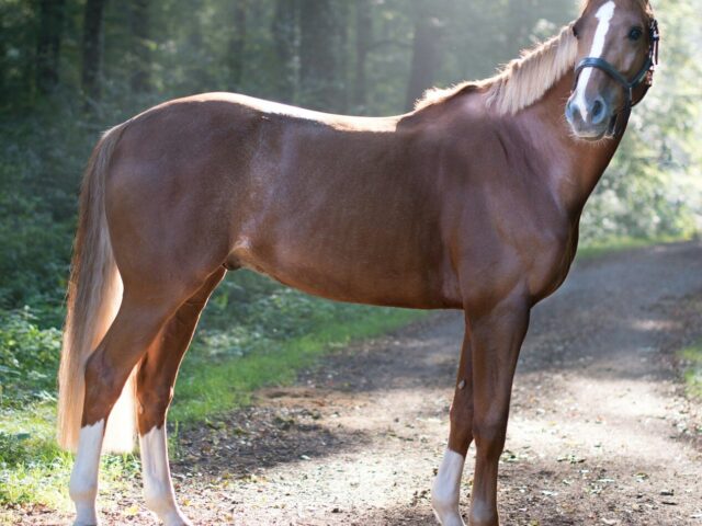 Understanding Body Condition Scoring In Horses