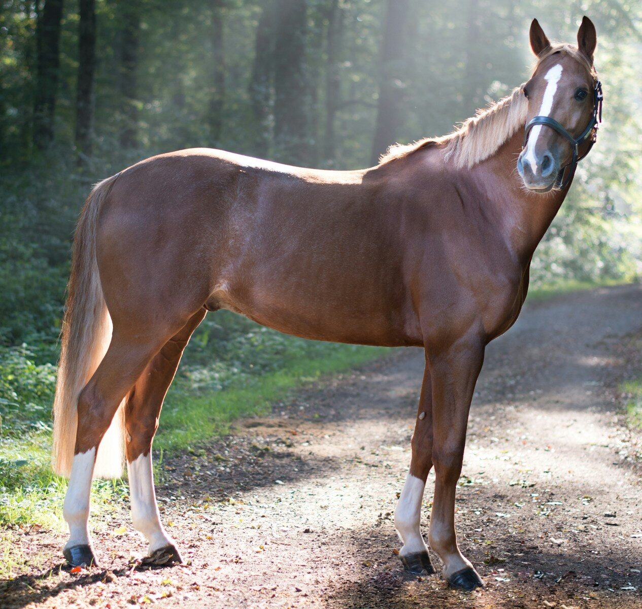 Understanding Body Condition Scoring in Horses: Importance and Guidelines